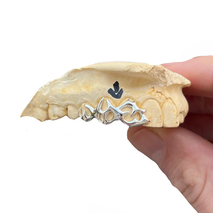 Complex Venom (1 - 3 Teeth)