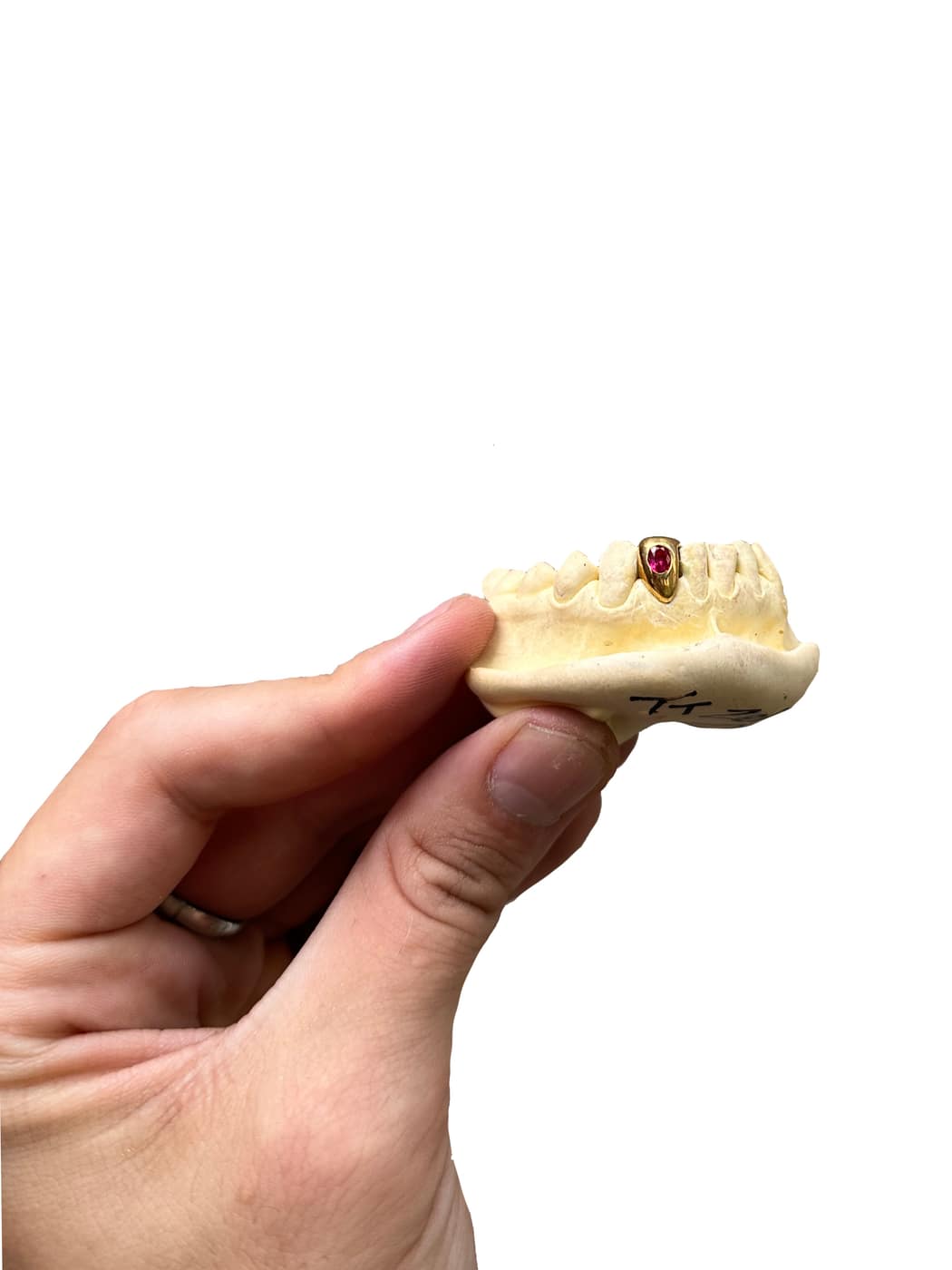Tuff Tooth custom grillz photo 17